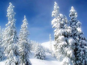 Сказки зимнего леса