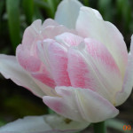 Пионовидный тюльпан "Анжелика" (Angelique)