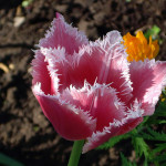 Бахромчатый тюльпан "Канаста" (Canasta)