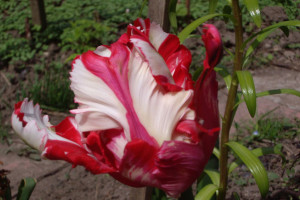 Попугайные тюльпаны "Эстелла Рейнвельд" (Estella Rijnveld) 