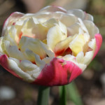 Пионовидный тюльпан "Гербрант Кифт" (Gerbrant Kieft)