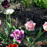 Тюльпаны разных цветов