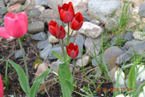 Многоцветковый тюльпан алый