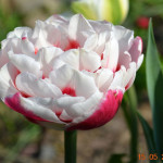 Пионовидный тюльпан