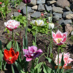 Весенние цветы тюльпаны