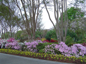 Азалия в цвету, Дендропарк Ботанический Сад, штат Техас США, Весна
