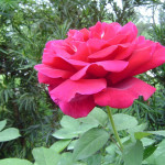 чайные розы в саду, смотреть розы в саду, цветы сад розы, сад из роз, чайно гибридные розы сад