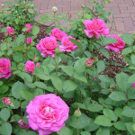 чайные розы в саду, смотреть розы в саду, цветы сад розы, сад из роз, чайно гибридные розы сад