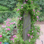 чайные розы в саду, плетистые розы арка, смотреть розы в саду, цветы сад розы, сад из роз