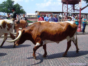 техасский бык, лонгхорн, техасские лонгхорны, родео быки, бык огромные рога, дикий запад сша, штат техас сша, форт уорт техас