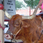 техасский бык, лонгхорн, техасские лонгхорны, родео быки, бык огромные рога, дикий запад сша, штат техас сша, форт уорт техас