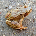 смотреть фото жабы, древесная жаба фото, серая жаба фото, земляная жаба фото