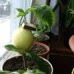 домашние тропики, домашний сад квартира, лимон дерево дома, лимон растение дома