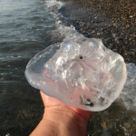 прозрачные маленькие медузы, фотки медуз, прозрачные медузы, медуза фотографии, медузы возле берега, медузы черного моря фото, медузы россии, смотреть фото медуз, необычные медузы, медуза фото картинки