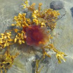 фиолетовые медузы, розовая медуза фото, красная медуза фото, розовая медуза, цветные медузы, красная медуза фото, медузы белого моря, коричневые медузы, медузы россии, смотреть фото медуз, необычные медузы, медуза фото картинки