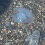 прозрачные маленькие медузы, фотки медуз, прозрачные медузы, медуза фотографии, медузы возле берега, медузы черного моря фото, медузы россии, смотреть фото медуз, необычные медузы, медуза фото картинки