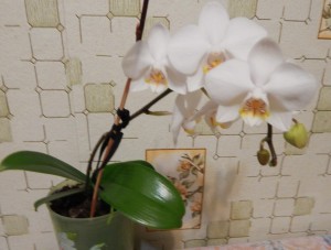  реанимация орхидеи фаленопсис, размножать орхидею фаленопсис, вырастить орхидею дома, размножить орхидею фото, домашний цветок орхидея ухаживать, отсадить детку орхидеи, ухаживать орхидея дома, домашние цветы орхидеи уход, цветок орхидея картинки, орхидея комнатная фото