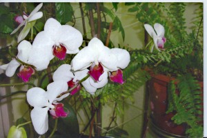  реанимация орхидеи фаленопсис, размножать орхидею фаленопсис, вырастить орхидею дома, размножить орхидею фото, домашний цветок орхидея ухаживать, отсадить детку орхидеи, ухаживать орхидея дома, домашние цветы орхидеи уход, цветок орхидея картинки, орхидея комнатная фото