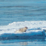 тюлень белого моря, кандалакшский залив фото, кандалакша белое море, кандалакшский залив белого моря, заполярный край