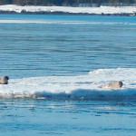 тюлень белого моря, кандалакшский залив фото, кандалакша белое море, кандалакшский залив белого моря, заполярный край