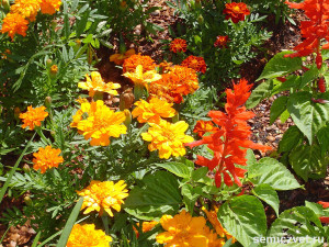 дендропарк фото, красивые места америки, штат техас сша, ботанический сад дендропарк