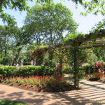 дендропарк фото, красивые места америки, штат техас сша, ботанический сад дендропарк