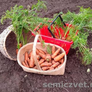 Урожай моркови. Морковку Выращивайте все!
