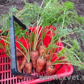 Урожай моркови. Морковку Выращивайте все!