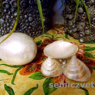 Подставка под пасхальное яйцо из морских ракушек